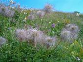 Fiori di tutte le speci nella conca dei Campelli (4)